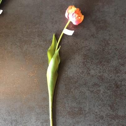 Oranjerode tulp