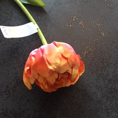 Oranjerode tulp - Afbeelding 2
