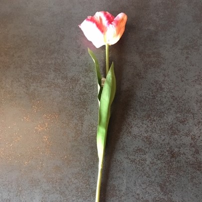 Fuchsiaroze tulp