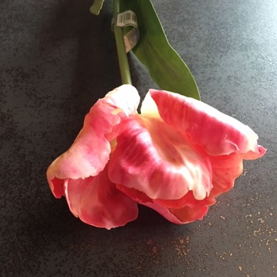 Fuchsiaroze tulp - Afbeelding 2